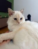 Ragdoll Kätzchen in 83022