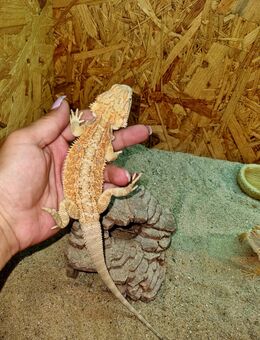 Bartagame Jungtiere ( pogona vitticeps) Farbbartagame - Offstein