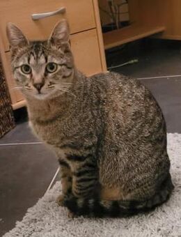 Kater Akari sucht sein Zuhause - Margetshöchheim