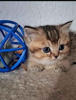 Britisch Kurzhaar - Berlin Reinickendorf