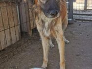 Caleb -sucht ein liebevolles Zuhause - Blankenheim (Nordrhein-Westfalen)