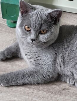 Britisch Kurzhaar Kitten für Glückliches Zuhause!!!! - Elkenroth