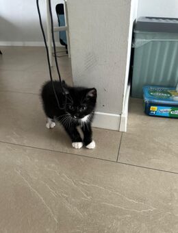 Babykatze Kitten Kater Britische Kurzhaar - Wiehl