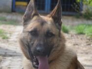 Amy - sucht sportliches Zuhause - Lohmar