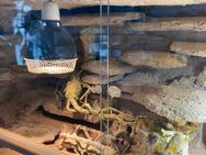 Terrarium mit 1 Bartagame - Glienicke (Nordbahn)