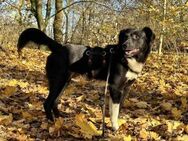 Schüchterner Charlie sucht zu Hause - Rambin