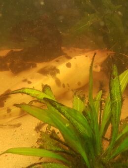 Froschwelse - Küssaberg