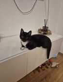 Bengal EKH Mix Suchen ein Liebevolles Zuhause in 51580