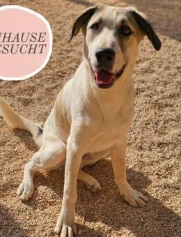 Verschmuster RALFI sucht forever Home❤️ - Saarbrücken