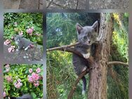 BKH-Mix Britisch Kurzhaar-Mix Kitten Katzenbabys ab 02.08.2025 - Berlin