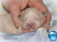 Französische Bulldoggen Welpen aus deutscher Zucht mit Rute und Nase - Frankfurt (Main)