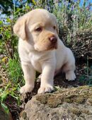 Labrador Welpen in der Farbe chocolate und blond vom Züchter in 74847
