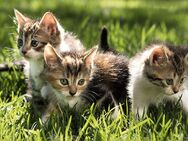 SUCHE 2 süße Kitten - Beelen