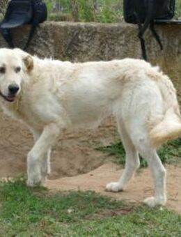 Chanel möchte zu Ihrer Familie gehören - Neuss