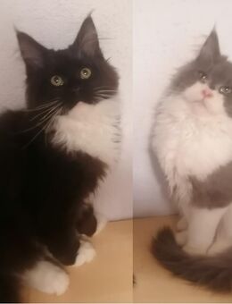 TOP Maine Coon Kitten reinrassig - Hahn
