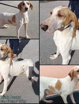 Ranko Istrianer Bracken Mischling Rüde - Margetshöchheim