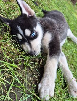 Husky Mix Welpen - Vechta