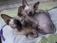 Reinrassiger Cannadische Sphynx Kitte mit Stammbaum - Dortmund