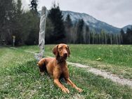 Wurfankündigung Magyar Vizsla Welpen - Bad Langensalza