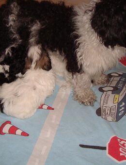 Unsere 4 Maltipoo Welpen 9 Wochen Alt - Winsen (Aller)