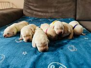 Unsere Labrador Retriever Welpen sind da, blond, weiß - Wulfsen