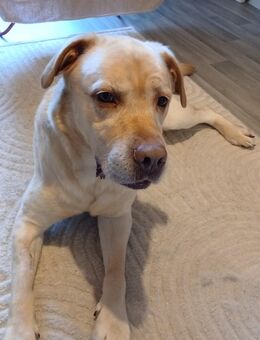 Liebevolles zuhause für 8 jährigen Labrador Rüden gesucht - Berlin Marzahn-Hellersdorf