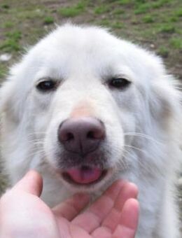 Caruso - freundlich & neugierig - Lohmar