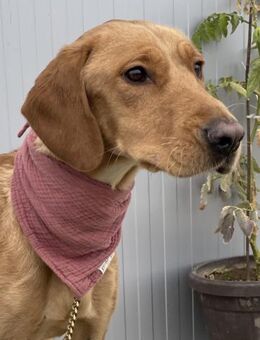 Pepita - Freundliche Junghündin - Berlin
