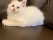 !!!Meine Coon Kätzchen sucht ein neues liebevolles Zuhause!!! - Babenhausen (Hessen)