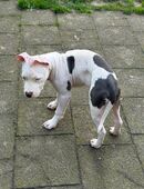 Hund abzugeben in 47441