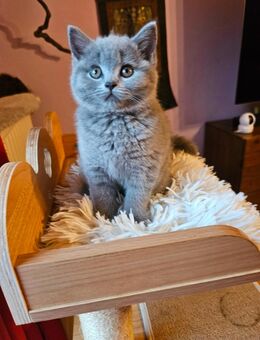 BKH Mix Kitten – süßes Mädel sucht Zuhause - Frasdorf