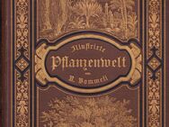 Buch von R. Bommeli DIE PFLANZENWELT Dietz Verlag Stuttgart [1894] - Zeuthen