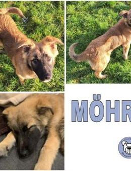 MÖHRE -rundum tolles Hundekind- - Duisburg