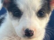 Corvin, unsere kleine Zuckerschnute 🐾 - Elsdorf (Nordrhein-Westfalen)