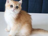 Reinrassige BKH Kater ny 12 black golden shell Stammbaum - Hof