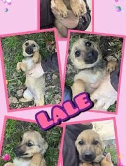 Kleine Lale- bald auf Pflegestelle! - Nürnberg