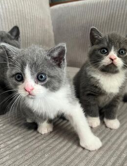 Britische kurzhaar Kitten - 2 Katerkitten und 1 Kätzchen - Ansbach Zentrum