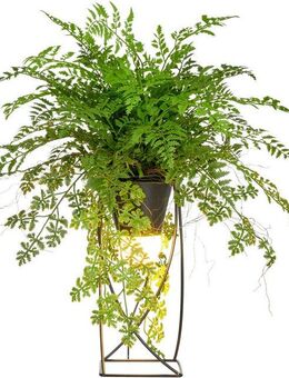 Kunstpflanze Farn als Dekostandleuchte, Creativ green, Höhe 60 cm, mit LED-Beleuchtung