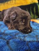 Deutscher schäferhund 100% DDR Linie in 04886
