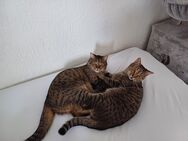 2 Schmusekater suchen neues Zuhause - Dortmund