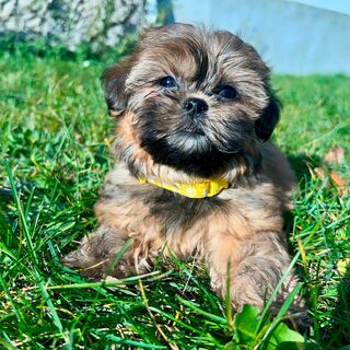 Shih-Tzu/Yorkshire Welpen