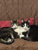 Zwei liebevolle Kater abzugeben in 59174