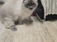 Heilige-birma Kater - Hamburg