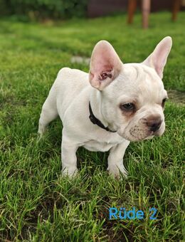 Süße Französische Bulldoggen Welpen - Fehrbellin