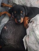 🐾 Zwergpinscher-Welpen – 6 süße Babys suchen liebevolles Zuhause ❤️ in 70736