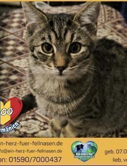 Boo sucht ein liebevolles Zuhause! - Waakirchen