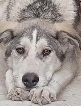 Lope-intelligenter, süßer, lieber Bub - Freudenstadt