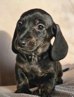 Zwergdackel x Standard Dackel - Herford (Hansestadt)