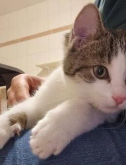 Flurry, süßer Jungkater - Heinsdorfergrund