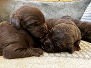 Labrador Welpen in Chocolate Braun - Lamerdingen